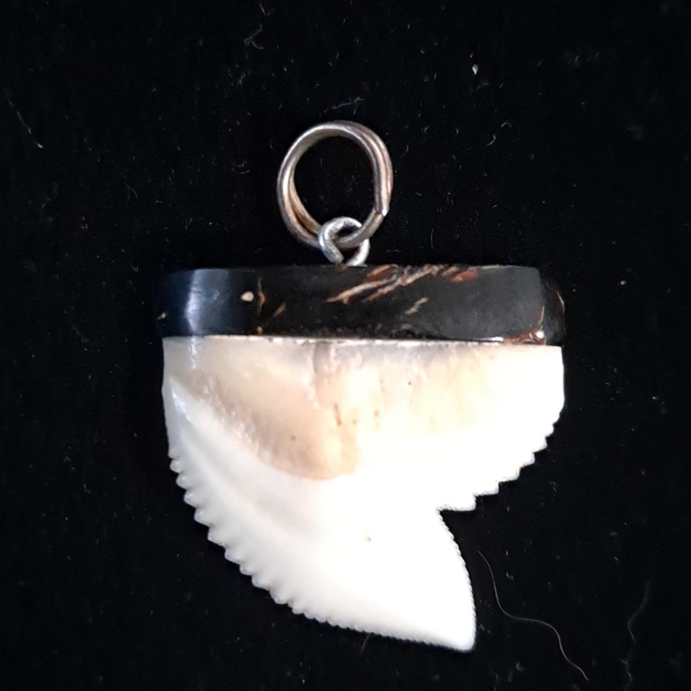 ❌SOLD❌Black coral shark tooth pendent - Picture 1 of 3